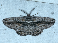 Scioglyptis chionomera