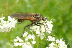 Empis tessellata