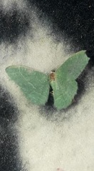 Phaiogramma etruscaria