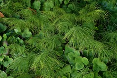 Equisetum pratense