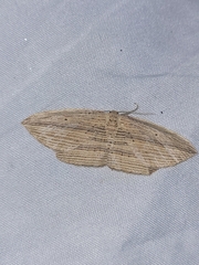 Epiphryne verriculata