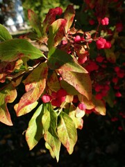 Euonymus europaeus