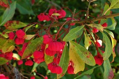 Euonymus europaeus