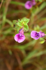 Impatiens lawii