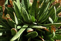 Gasteria