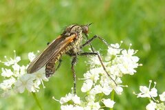 Empis tessellata