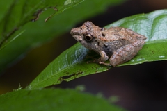 Pristimantis