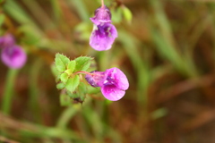 Impatiens lawii