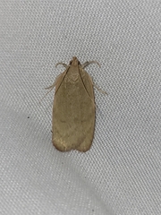Phaeosaces coarctatella