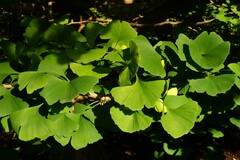 Ginkgo biloba