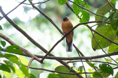 Harpactes duvaucelii