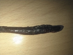 Lumbricus terrestris