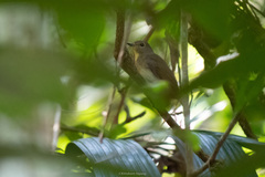 Cyornis glaucicomans