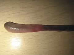 Lumbricus terrestris