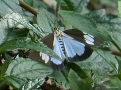 Nyctemera lacticinia