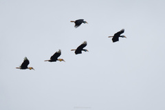 Rhyticeros subruficollis