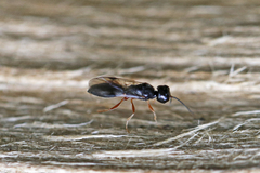 Vanhornia eucnemidarum