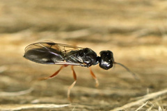 Vanhornia eucnemidarum