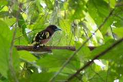 Eurylaimus javanicus