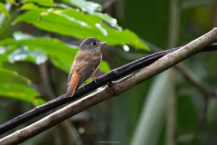Muscicapa ferruginea
