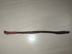 Lumbricus terrestris