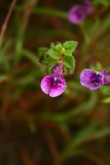 Impatiens lawii