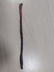 Lumbricus terrestris
