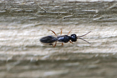Vanhornia eucnemidarum
