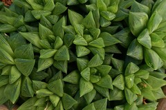 Haworthia cymbiformis