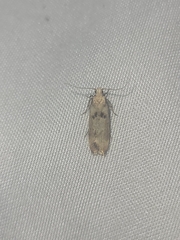 Anisoplaca acrodactyla