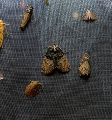 Lophoptera phaeobasis