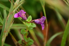 Impatiens lawii