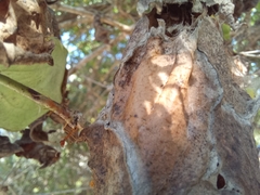 Oecophylla longinoda