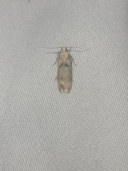 Anisoplaca acrodactyla