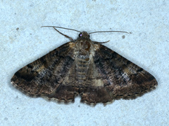 Cryphaea xylina
