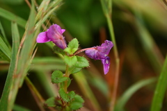 Impatiens lawii