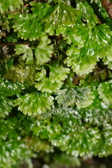 Hymenophyton flabellatum