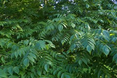 Juglans
