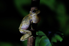 Litoria