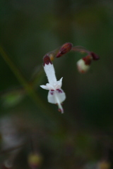 Isodon lophanthoides