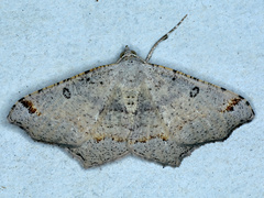 Dissomorphia australiaria