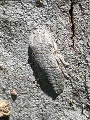 Ledromorpha planirostris