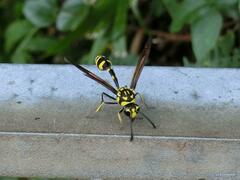 Phimenes flavopictus