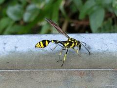 Phimenes flavopictus