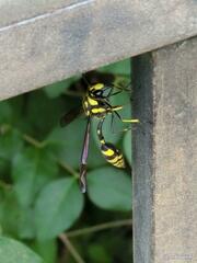 Phimenes flavopictus