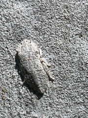 Ledromorpha planirostris