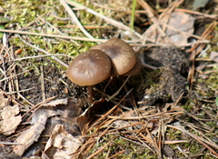 Entoloma vernum