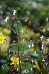 Isodon lophanthoides