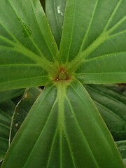 Medinilla speciosa