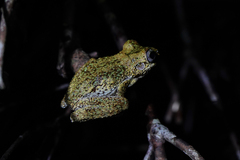 Litoria